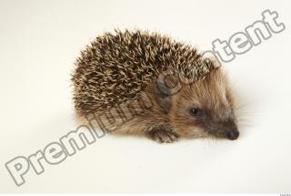 Hedgehog - Erinaceus europaeus  0059